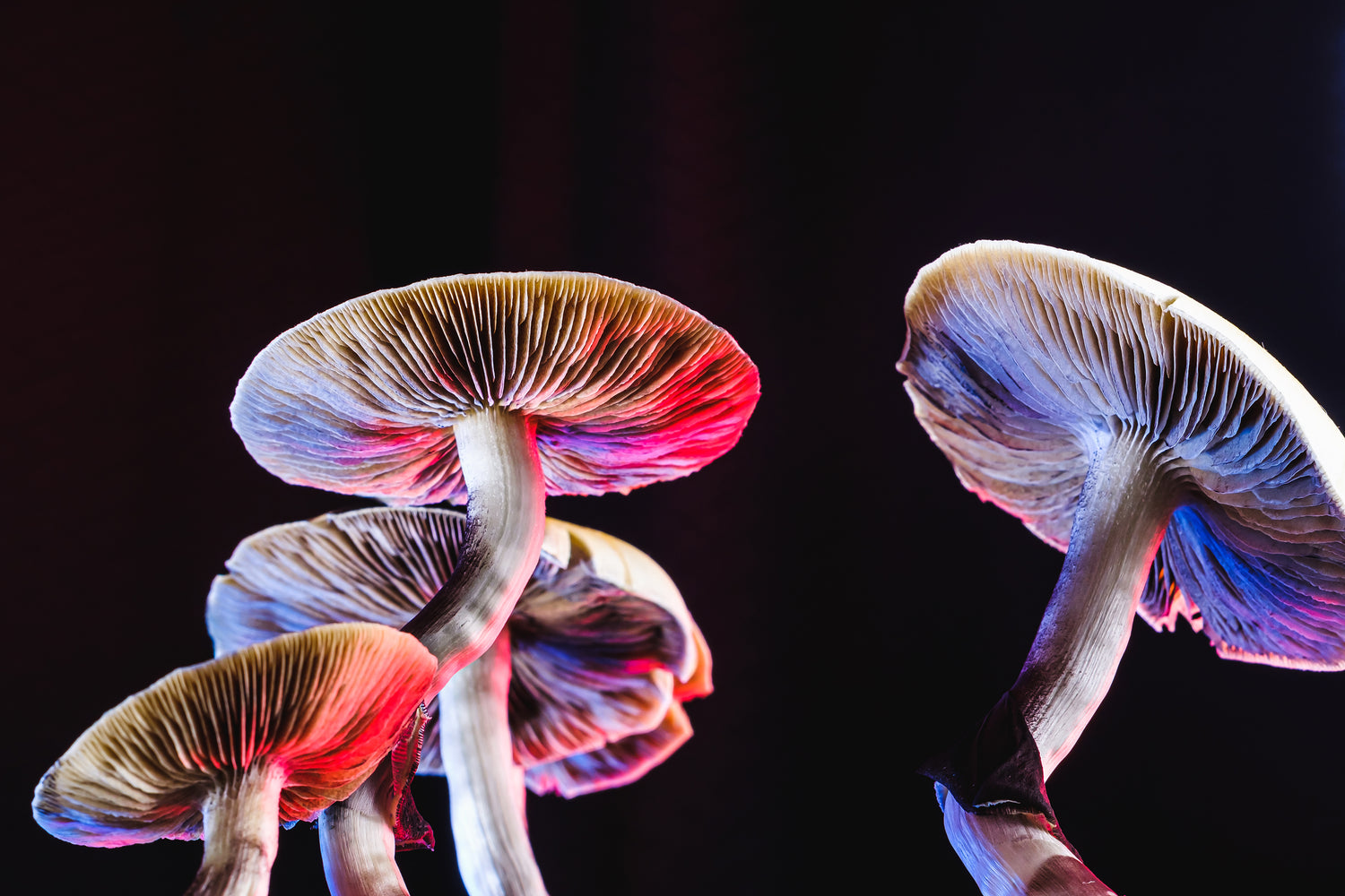 Mushrooms